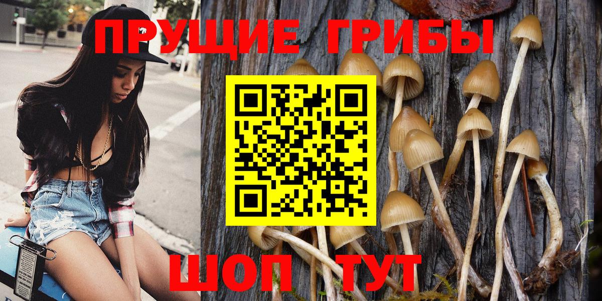 Псилоцибиновые грибы Psilocybe Луховицы